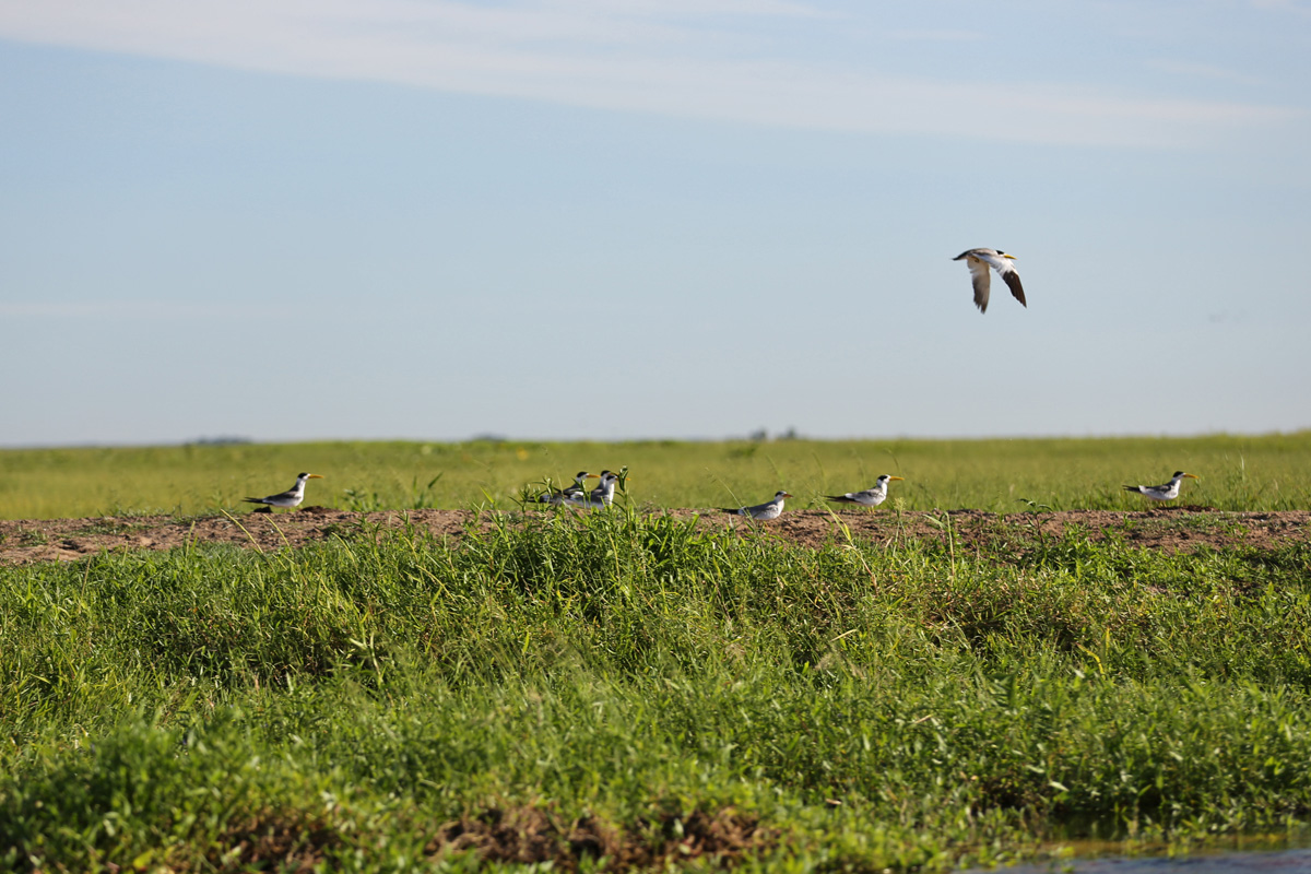 Pira Lodge Birds