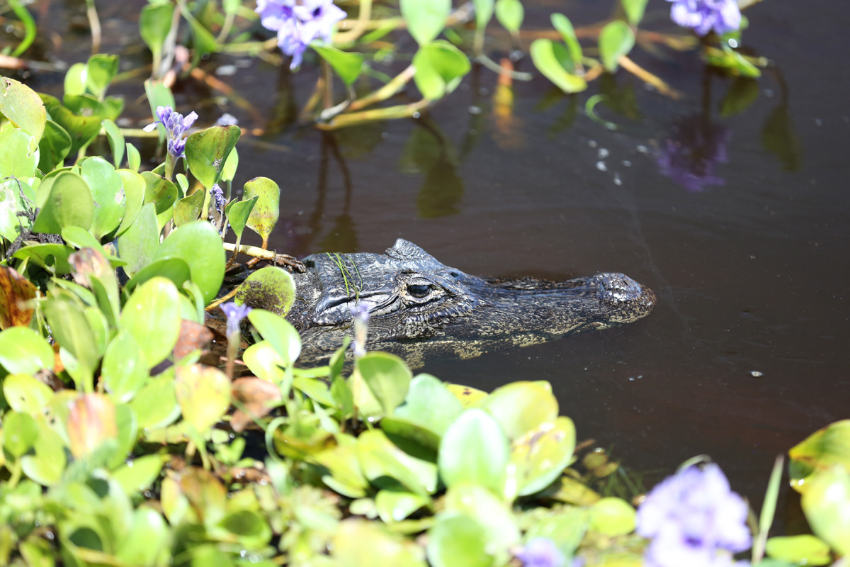 Pira Lodge Caiman