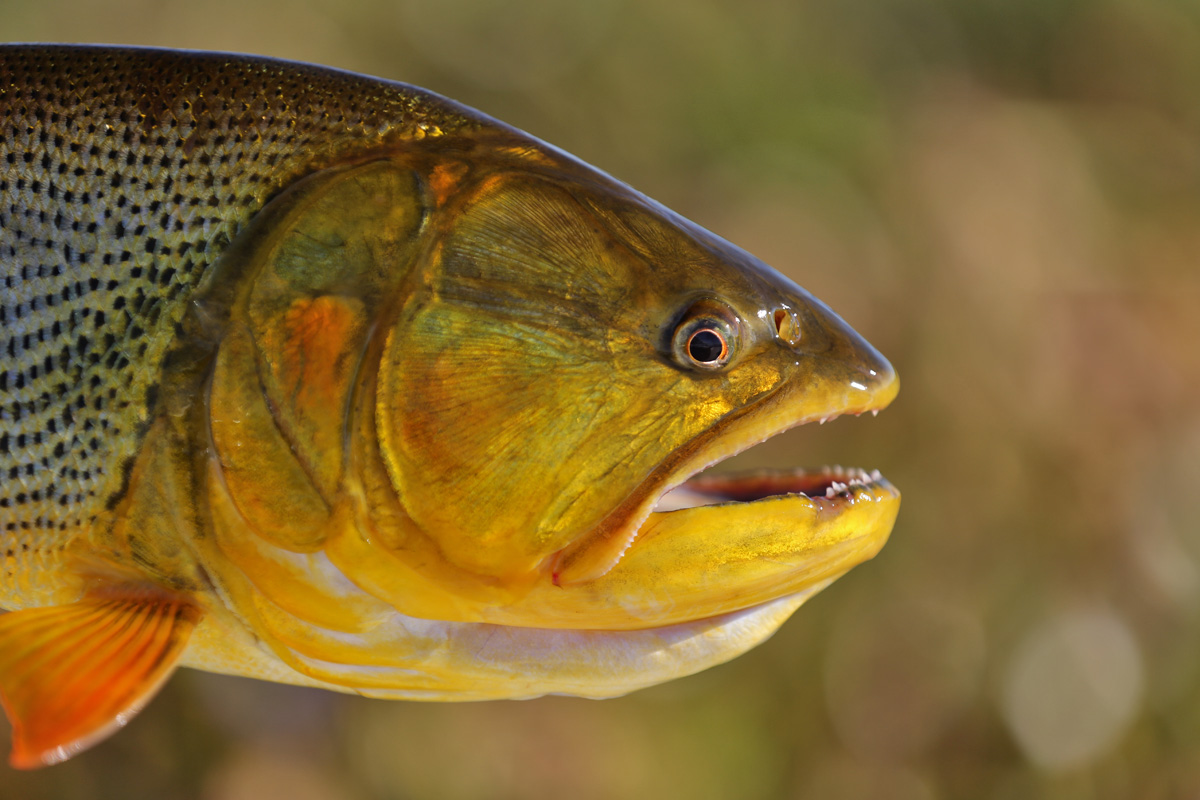 Pira Lodge Golden Dorado Fishing