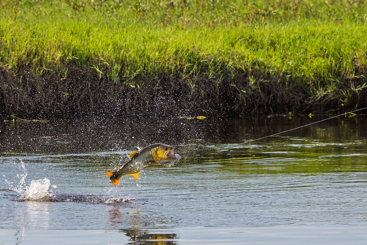 Pira Lodge Golden Dorado Jump