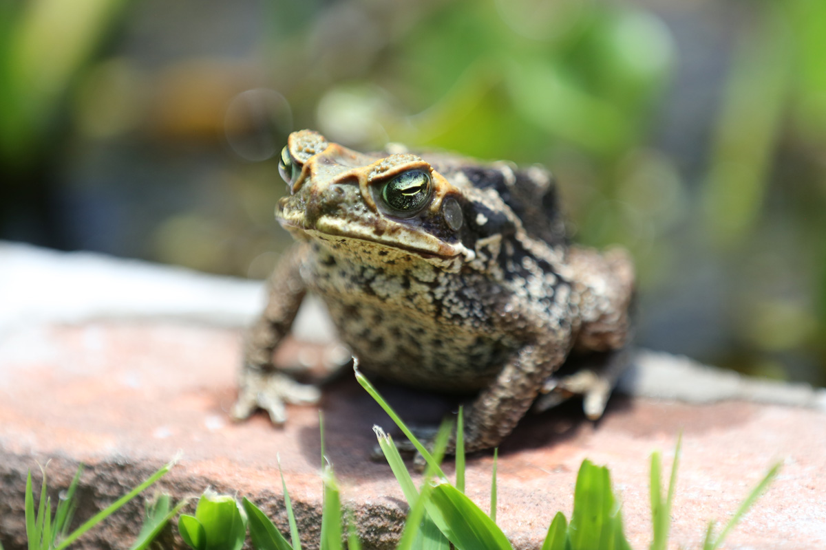 Pira Lodge Frog