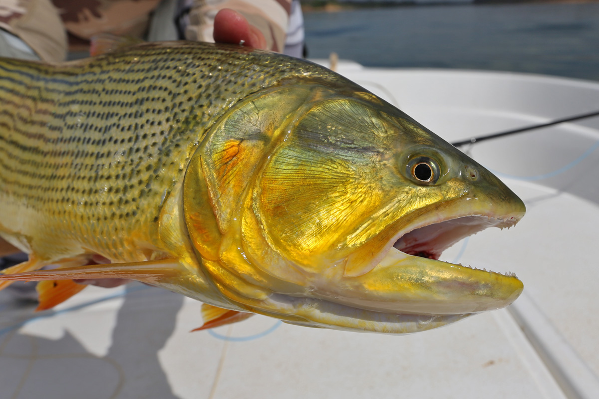Suinda Lodge Golden Dorado Fishing Suinda Lodge Golden Dorado Fishing