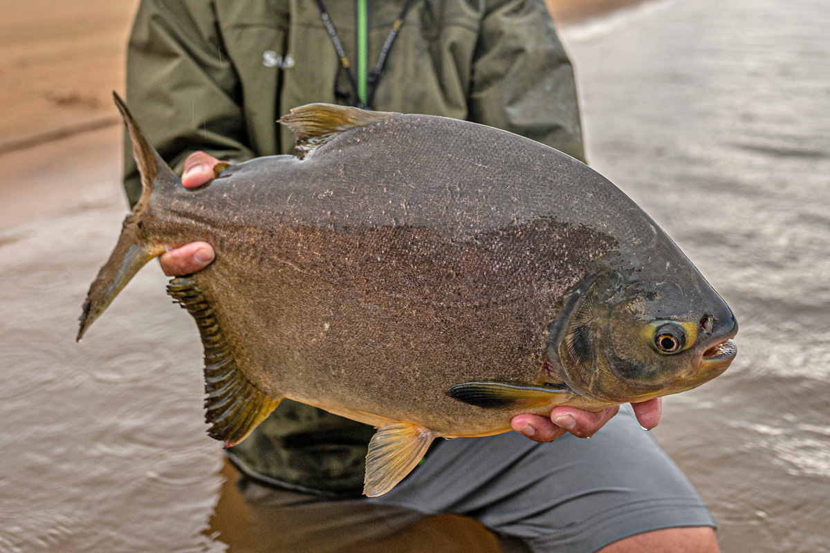 Suinda Lodge Pacu Fishing Suinda Lodge Pacu Fishing