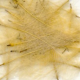 CDC Marc Petitjean Cul-De-Canard