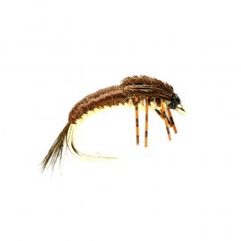 Polish Nymph, brown