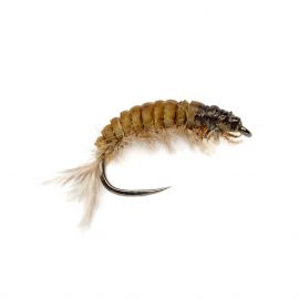 Oliver Edwards Hydropsyche Larva V2