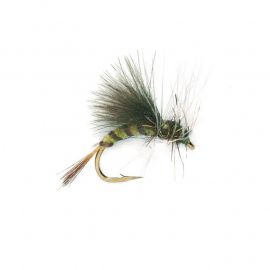 Emerger CDC, oliva
