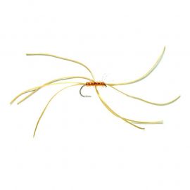 Spider Northern, amber