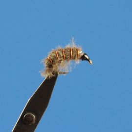 MP 77 - freshwater shrimp