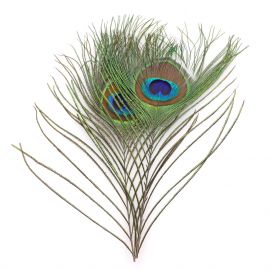 Peacock Eyes Feathers
