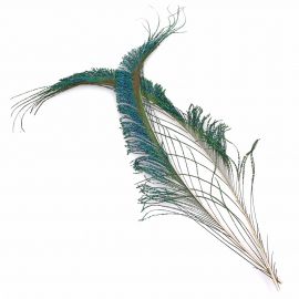 Peacock Swords Feathers
