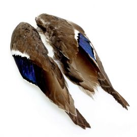 Mallard Duck Wing