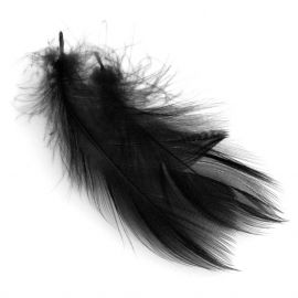 Mallard Barred Flank