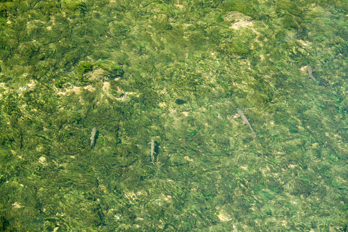 Fliegenfischen in klaren Gewässern