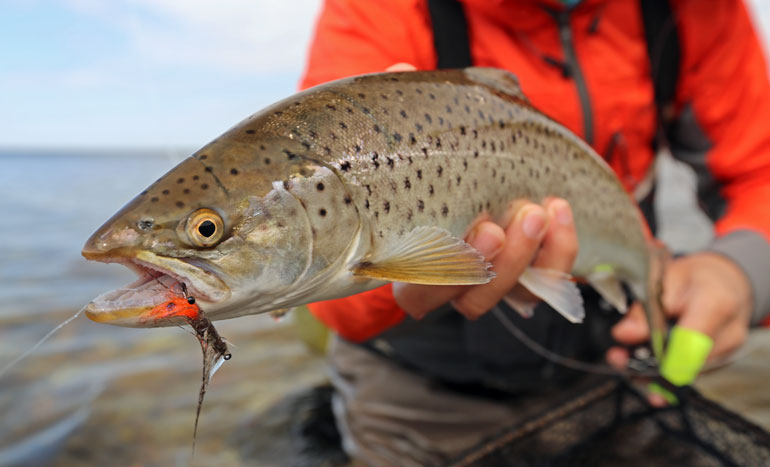 Fliegenfischen auf Meerforelle