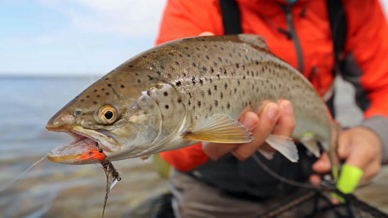 Fliegenfischen auf Meerforelle